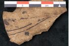 Foto (Detailansicht) von Pinus palaeostrobus Ettingshausen (NHMW-GEO-2024-0188-8265)